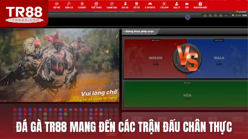 Đá gà TR88 mang đến các trận đấu livestream chân thực