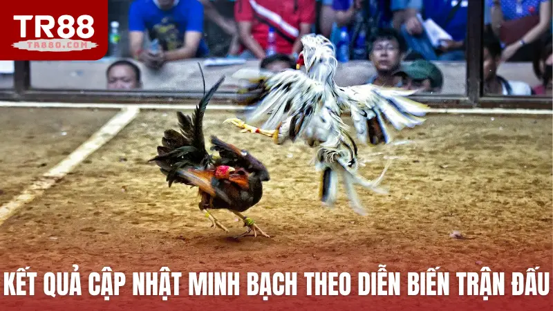 Kết quả cập nhật minh bạch theo diễn biến trận đấu chọi gà